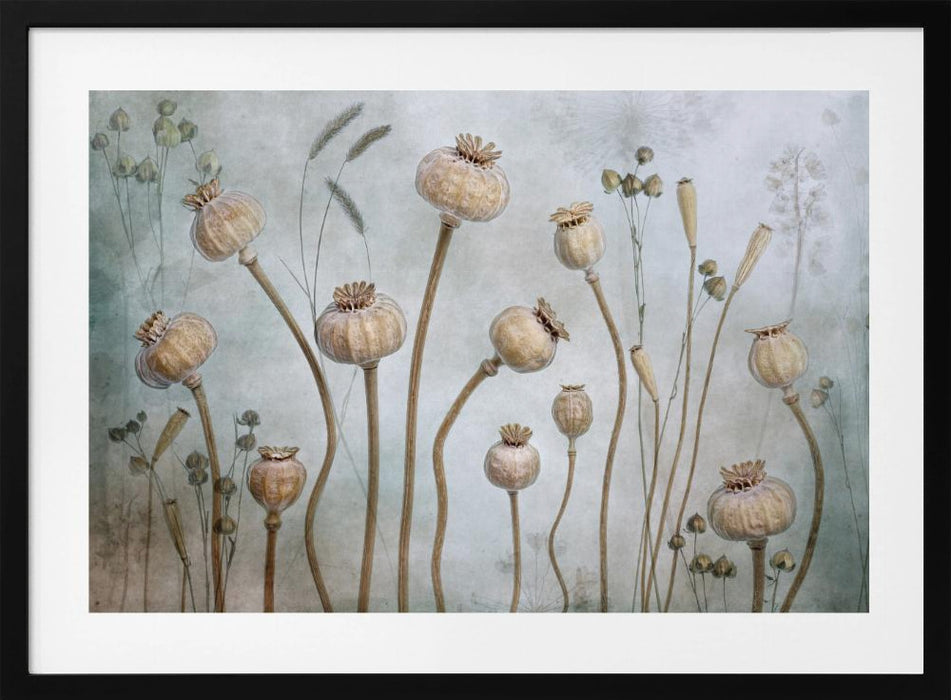 Papaver Landscape Framed Art