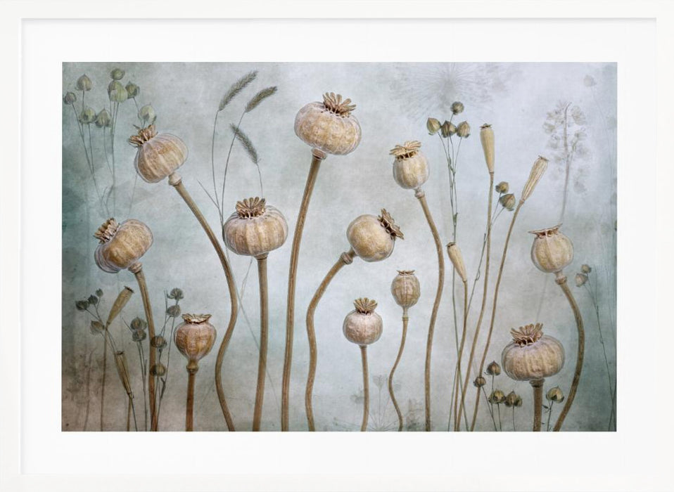 Papaver Landscape Framed Art