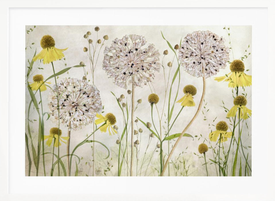 Alliums and heleniums Landscape Framed Art