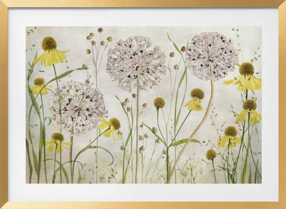 Alliums and heleniums Landscape Framed Art