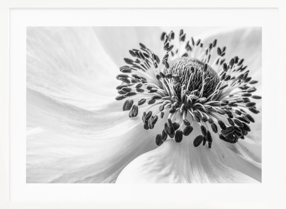 Anemone Landscape Framed Art