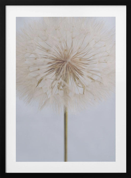 Delicate Dandelion Framed Art Wall Decor