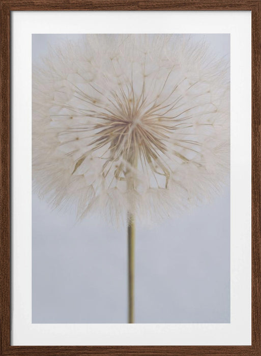 Delicate Dandelion Framed Art Wall Decor