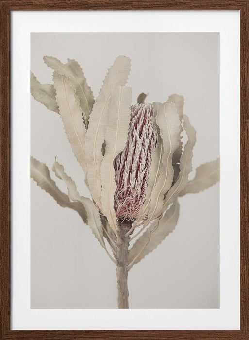 Banksia Framed Art Modern Wall Decor