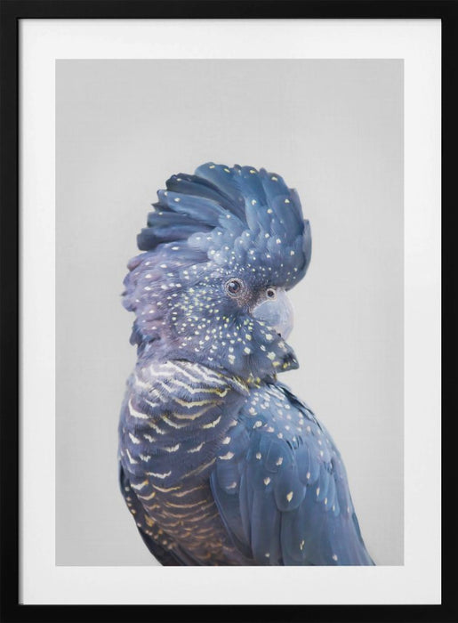 Black Cockatoo Framed Art Wall Decor