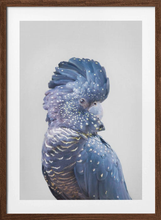 Black Cockatoo Framed Art Wall Decor