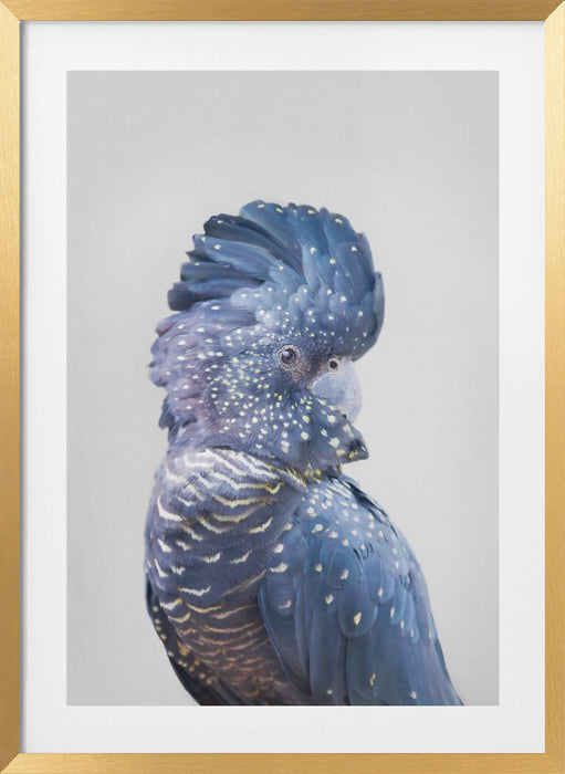 Black Cockatoo Framed Art Wall Decor