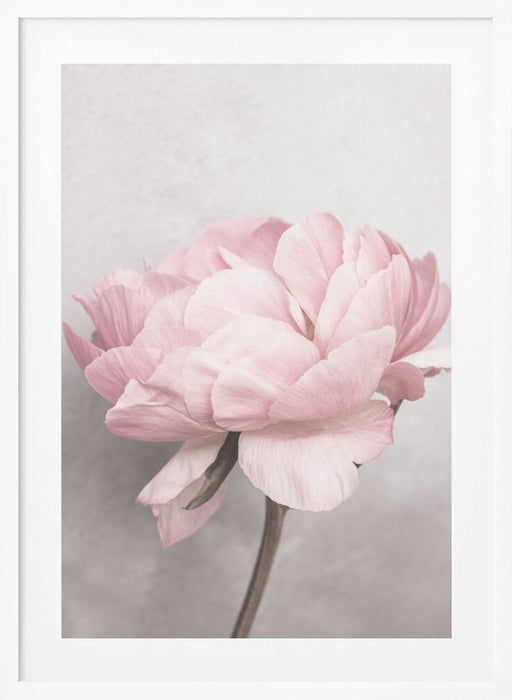 Peony Framed Art Wall Decor