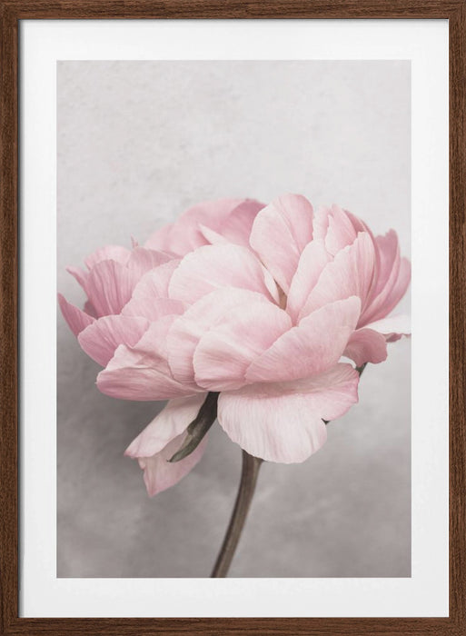 Peony Framed Art Wall Decor