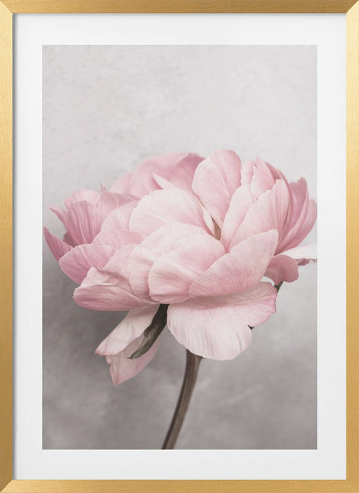 Peony Framed Art Wall Decor