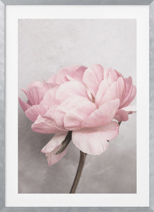 Peony Framed Art Wall Decor