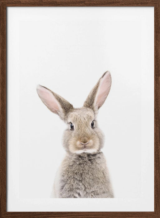 Baby Rabbit Framed Art Wall Decor