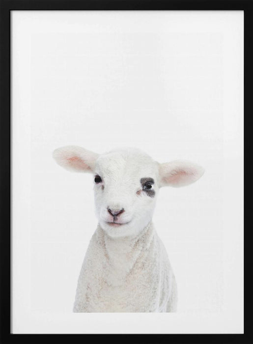 Baby Lamb Framed Art Modern Wall Decor