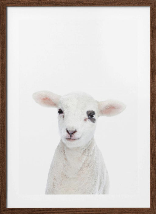 Baby Lamb Framed Art Modern Wall Decor