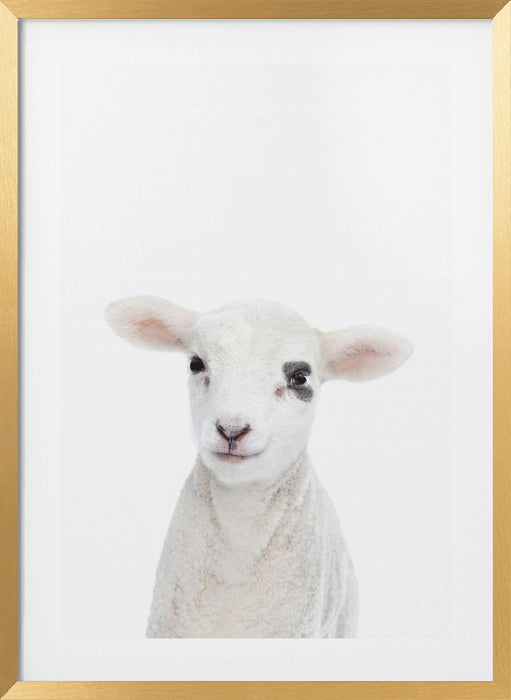 Baby Lamb Framed Art Modern Wall Decor