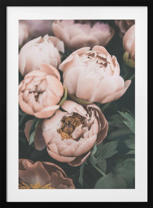 Coral Peonies Framed Art Modern Wall Decor