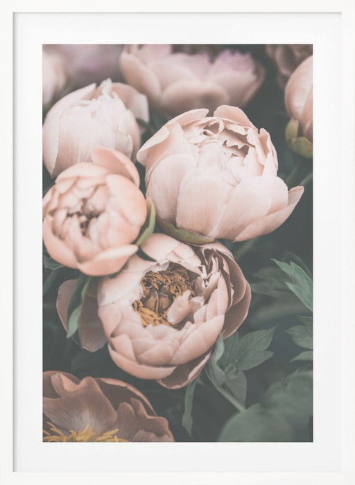 Coral Peonies Framed Art Modern Wall Decor