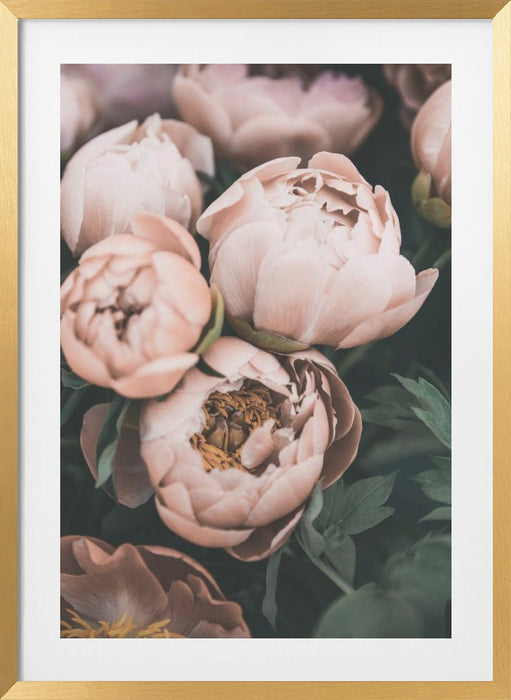 Coral Peonies Framed Art Modern Wall Decor