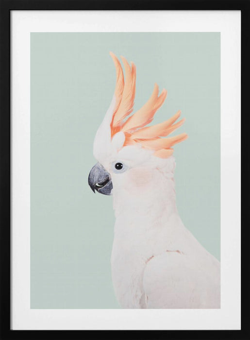 Cockatoo Framed Art Wall Decor