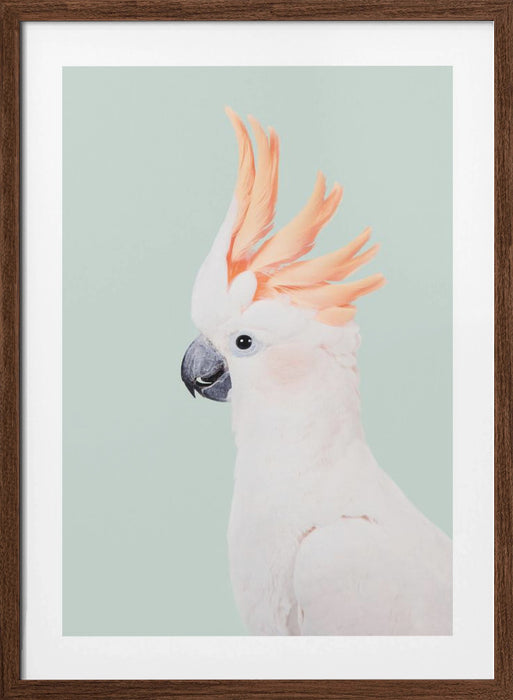 Cockatoo Framed Art Wall Decor