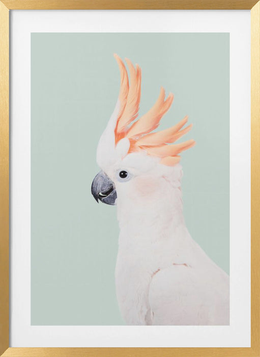 Cockatoo Framed Art Wall Decor