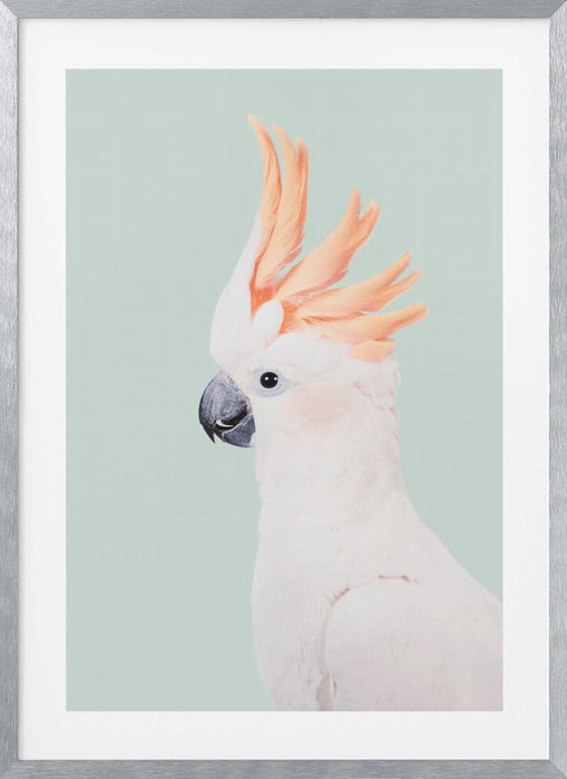 Cockatoo Framed Art Wall Decor