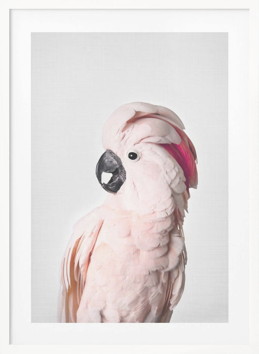 Pink Cockatoo Framed Art Modern Wall Decor