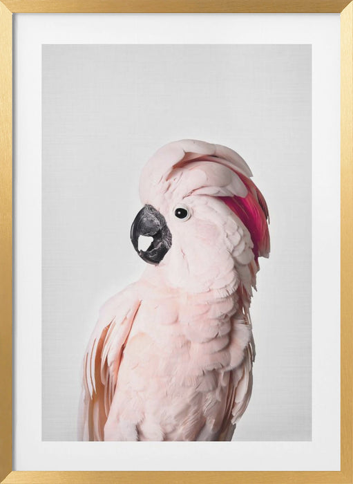 Pink Cockatoo Framed Art Modern Wall Decor