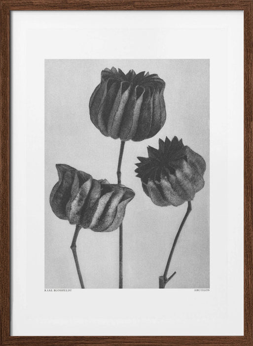 Abutilon (Lime Mallow Framed Art Modern Wall Decor