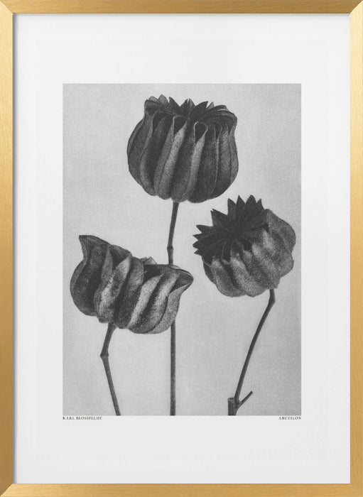 Abutilon (Lime Mallow Framed Art Modern Wall Decor