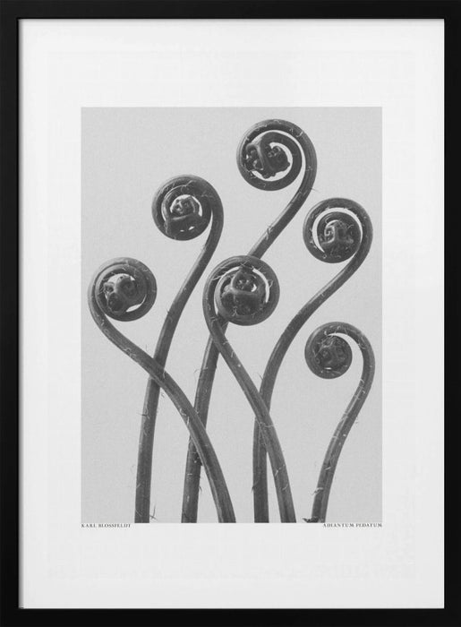 Adiantum pedatum Framed Art Modern Wall Decor