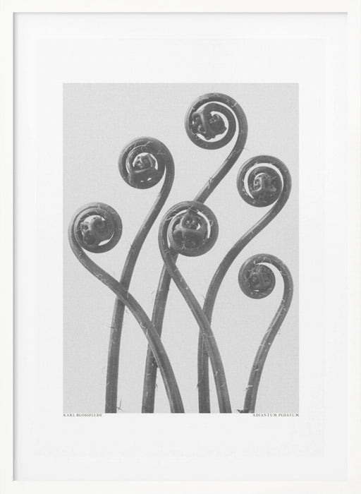 Adiantum pedatum Framed Art Modern Wall Decor