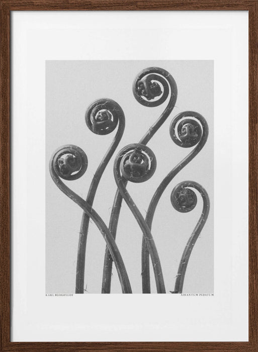 Adiantum pedatum Framed Art Modern Wall Decor