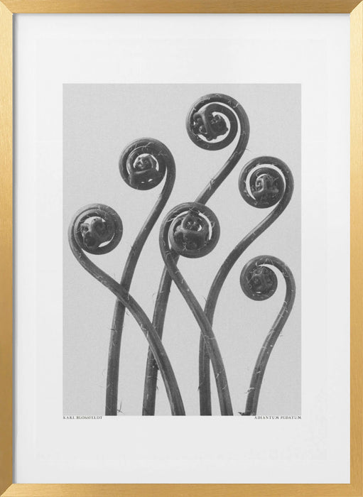 Adiantum pedatum Framed Art Modern Wall Decor