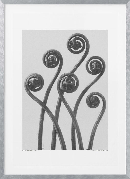 Adiantum pedatum Framed Art Modern Wall Decor