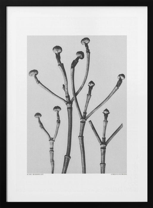 Cornus Florida Framed Art Modern Wall Decor