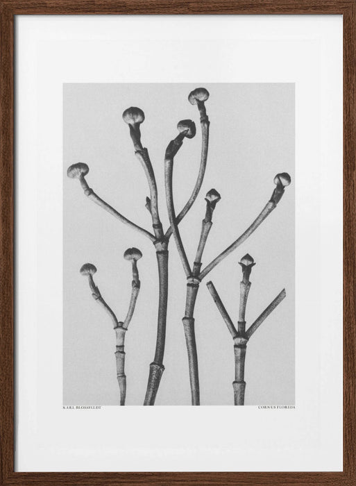 Cornus Florida Framed Art Modern Wall Decor