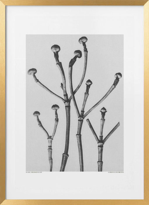 Cornus Florida Framed Art Modern Wall Decor