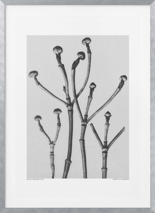 Cornus Florida Framed Art Modern Wall Decor