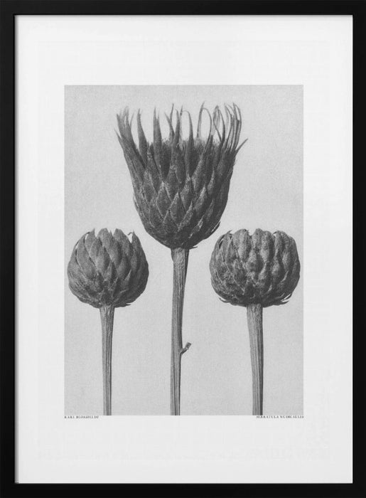 Serratula Nudicaulis Framed Art Modern Wall Decor