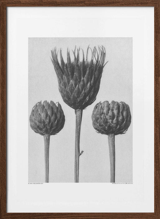 Serratula Nudicaulis Framed Art Modern Wall Decor