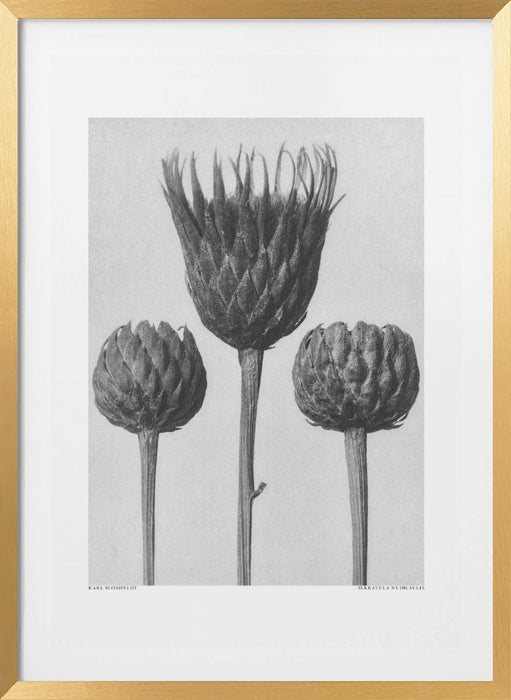 Serratula Nudicaulis Framed Art Modern Wall Decor