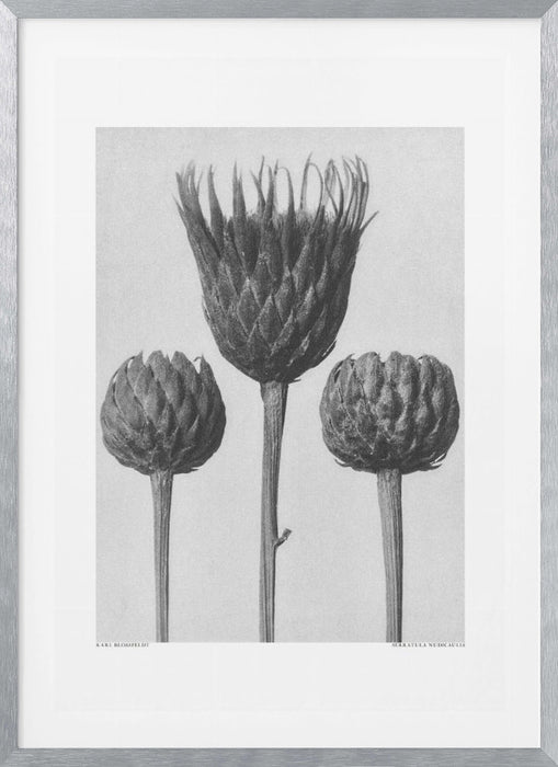 Serratula Nudicaulis Framed Art Modern Wall Decor