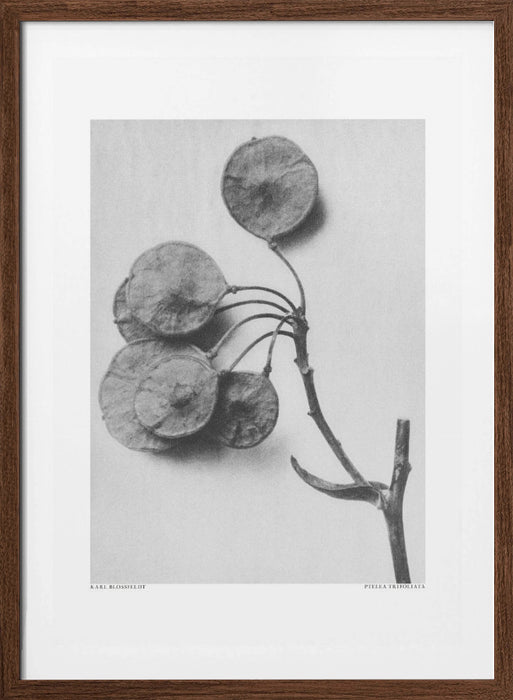 Ptelea Trifoliata Framed Art Modern Wall Decor