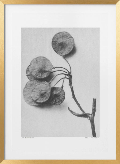 Ptelea Trifoliata Framed Art Modern Wall Decor