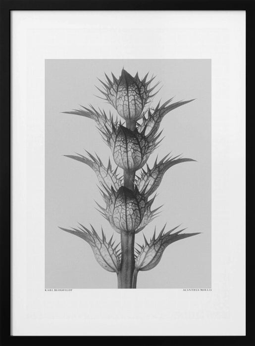 Acanthus mollis Framed Art Modern Wall Decor