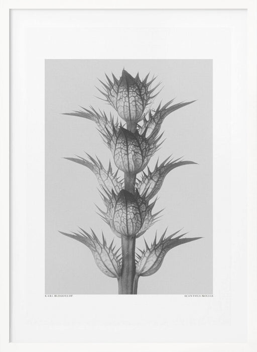 Acanthus mollis Framed Art Modern Wall Decor