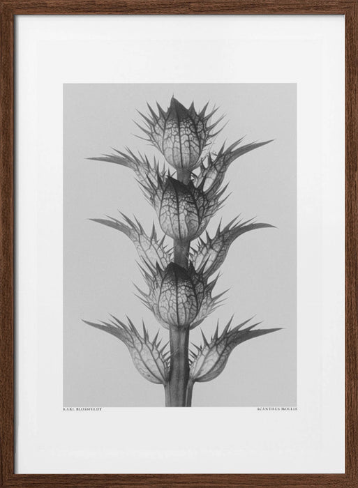 Acanthus mollis Framed Art Modern Wall Decor