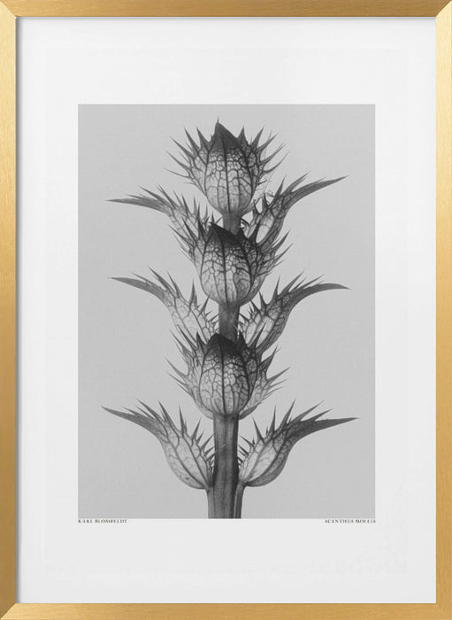 Acanthus mollis Framed Art Modern Wall Decor