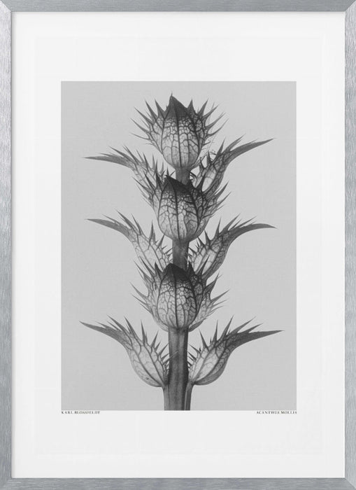 Acanthus mollis Framed Art Modern Wall Decor